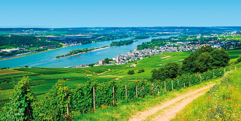 R&uuml;desheim am Rhein vineyards